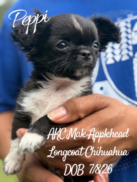 Southeast Texas Yorkies and Chihuahua Puppies for sale