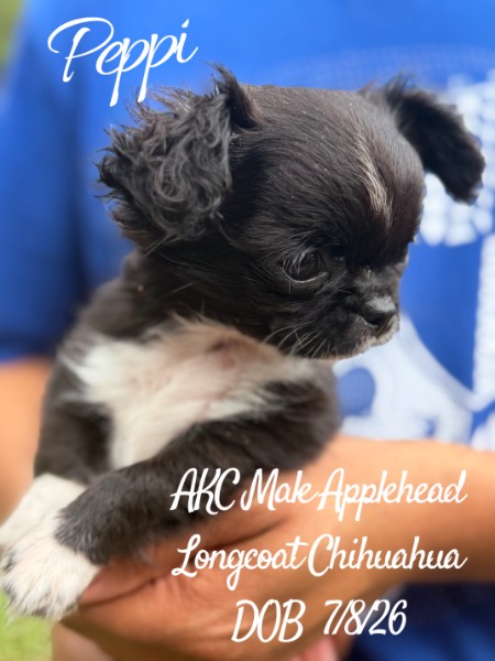 Southeast Texas Yorkies and Chihuahua Puppies for sale