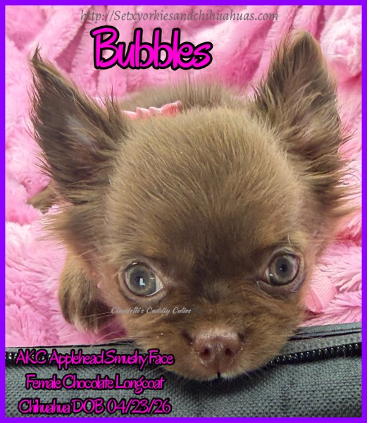 Southeast Texas Yorkies and Chihuahua Puppies for sale