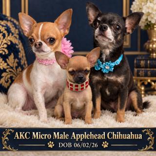 AKC Registered Yorkie and Chihuahua puppies - Southeast Texas Angel Face Yorkies and Charming Chihuahuas 
