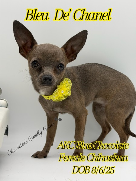 Southeast Texas Yorkies and Chihuahua Puppies for sale