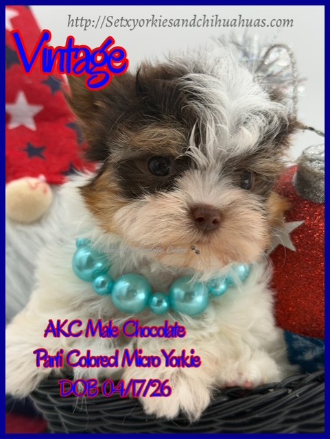 Southeast Texas Yorkies and Chihuahua Puppies for sale