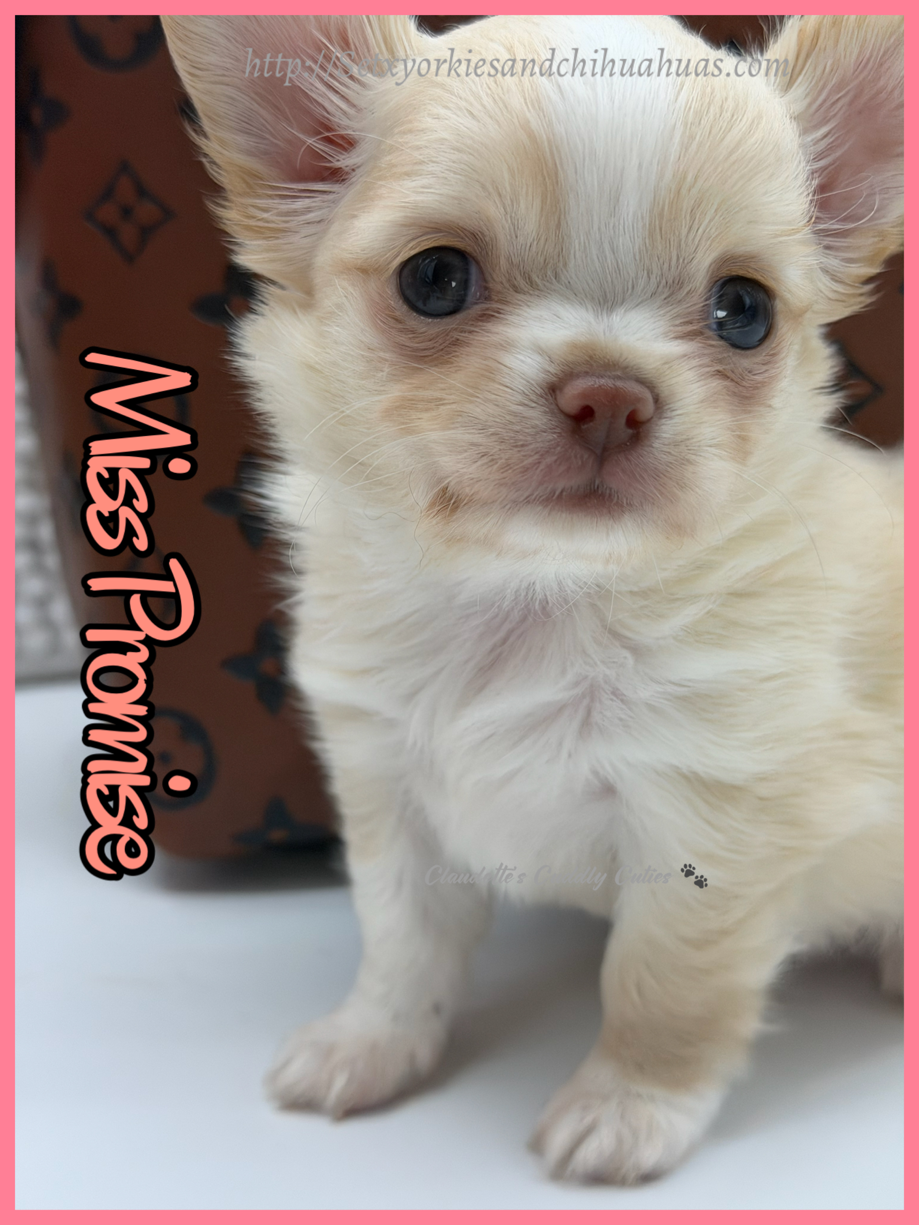 Southeast Texas Yorkies and Chihuahua Puppies for sale