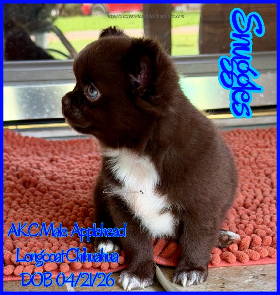 AKC Registered Yorkie and Chihuahua puppies - Southeast Texas Angel Face Yorkies and Charming Chihuahuas 