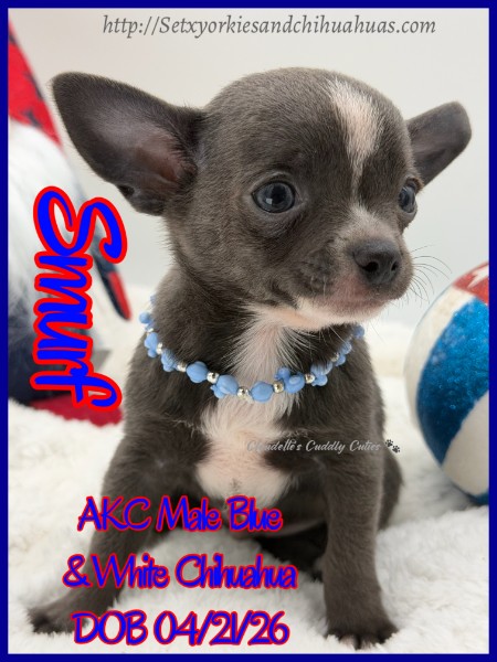 Southeast Texas Yorkies and Chihuahua Puppies for sale