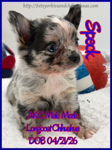 Southeast Texas Yorkies and Chihuahua Puppies for sale