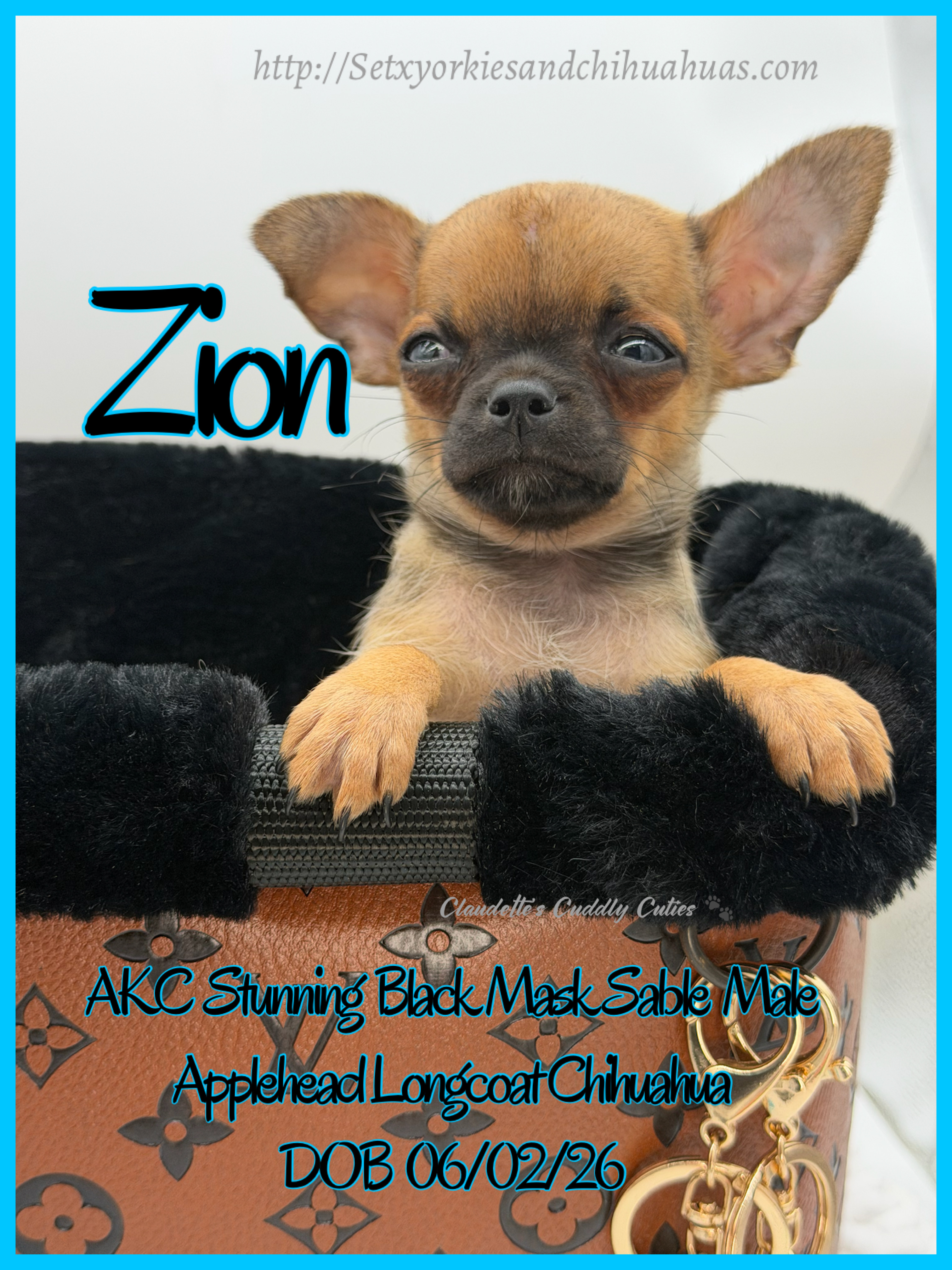 Southeast Texas Yorkies and Chihuahua Puppies for sale