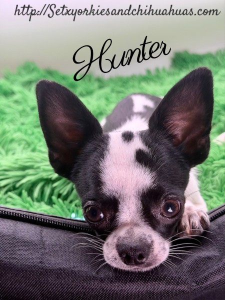 Southeast Texas Yorkies and Chihuahua Puppies