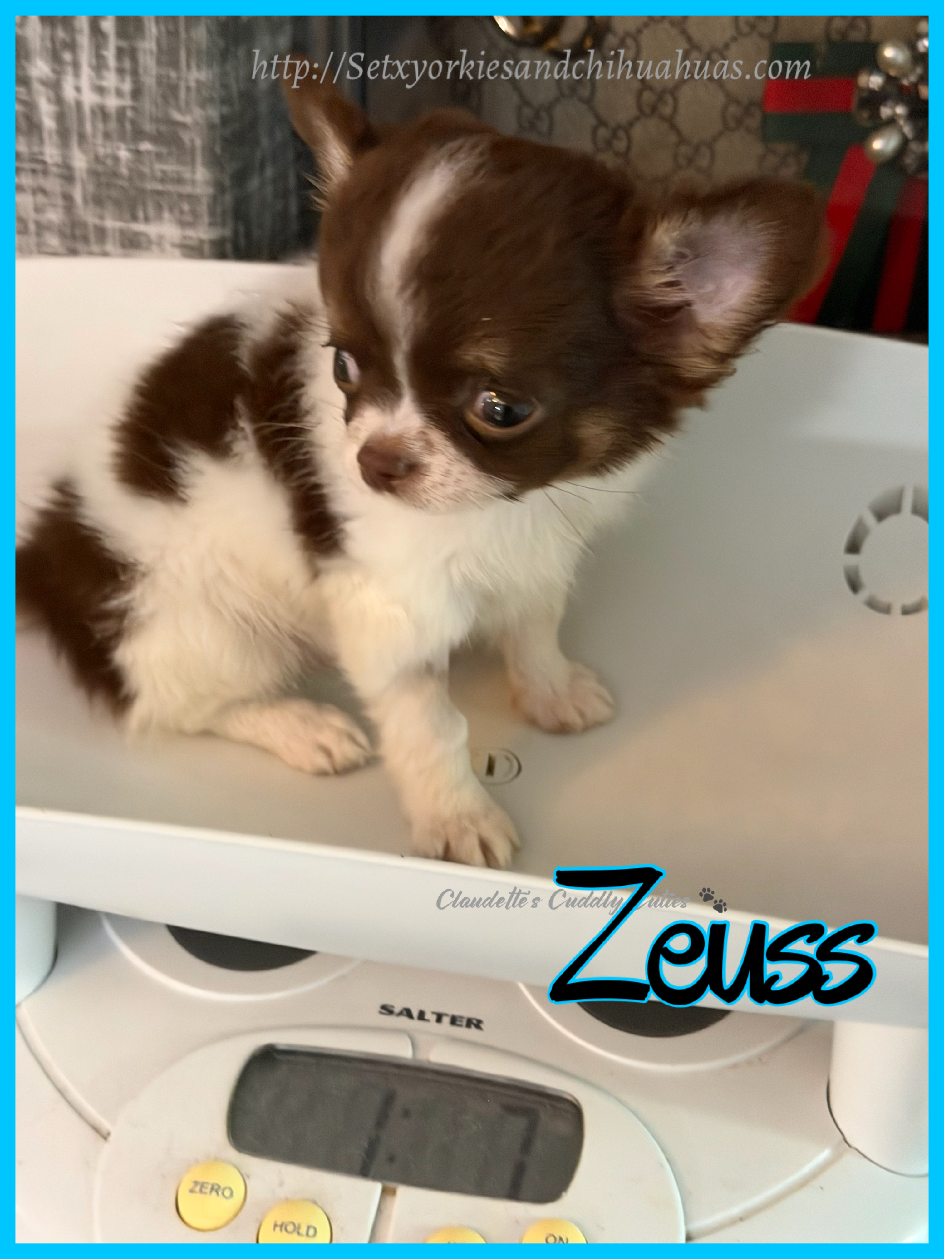 Southeast Texas Yorkies and Chihuahua Puppies for sale