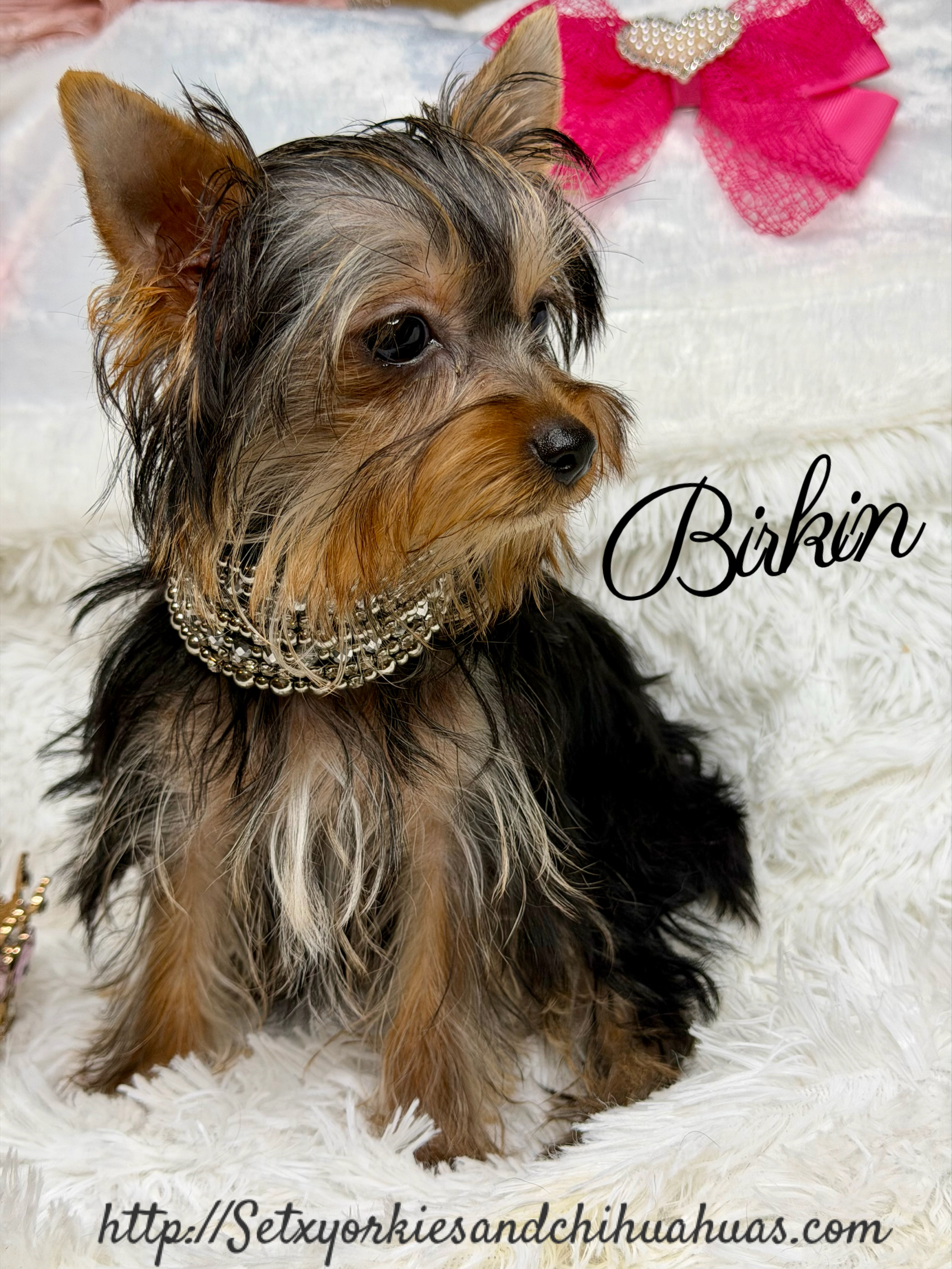 Southeast Texas Yorkies and Chihuahua Puppies for sale