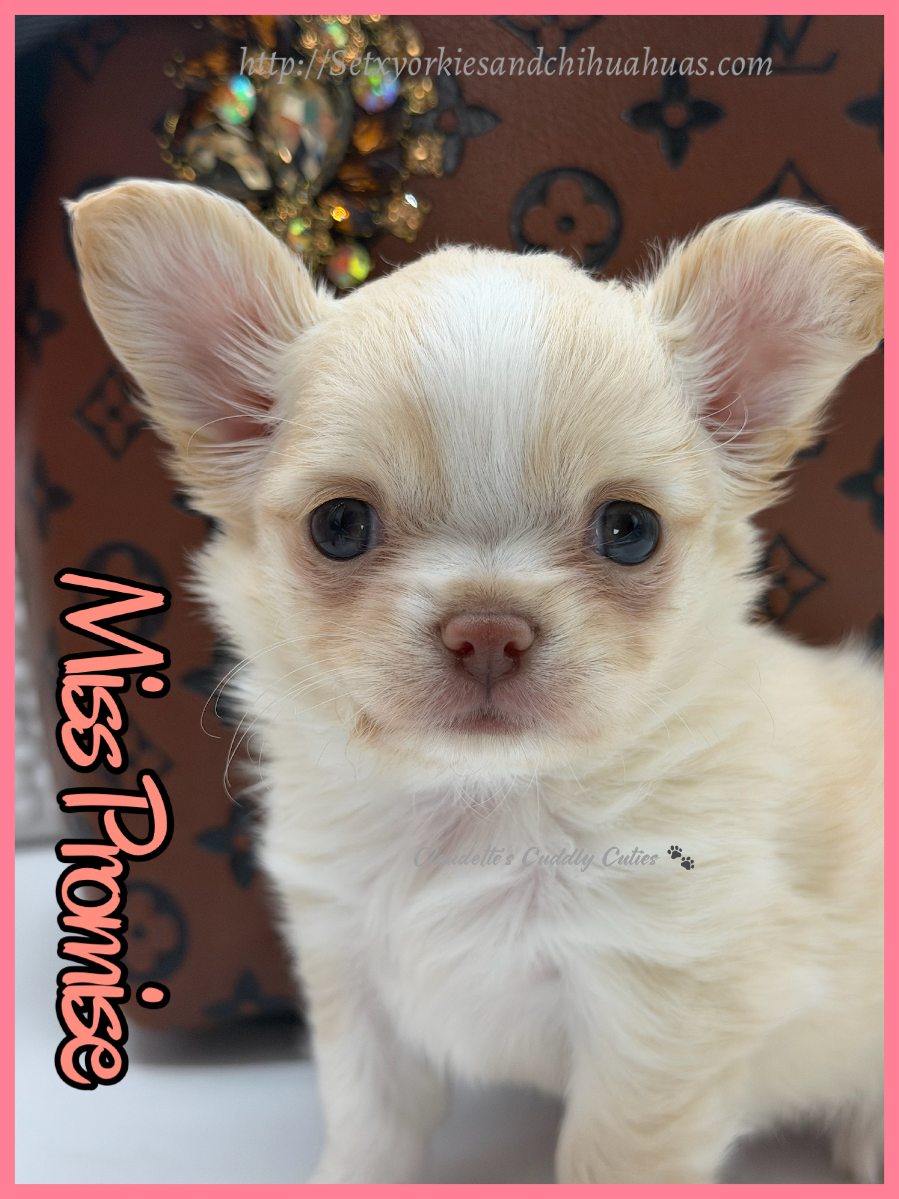 Southeast Texas Yorkies and Chihuahua Puppies for sale