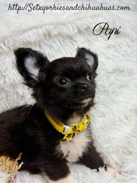 Southeast Texas Yorkies and Chihuahua Puppies for sale
