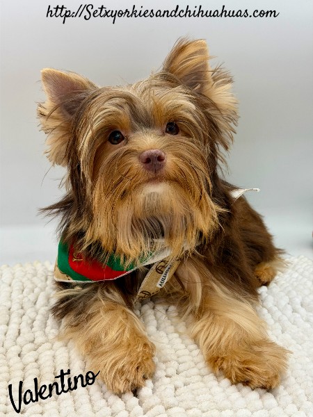 Southeast Texas Yorkies and Chihuahua Puppies for sale