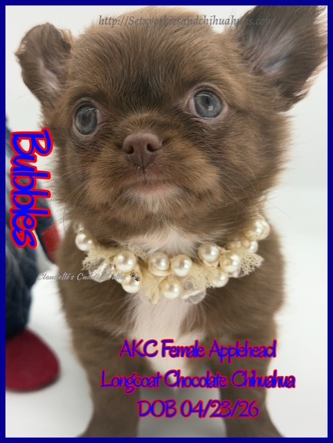 Southeast Texas Yorkies and Chihuahua Puppies for sale