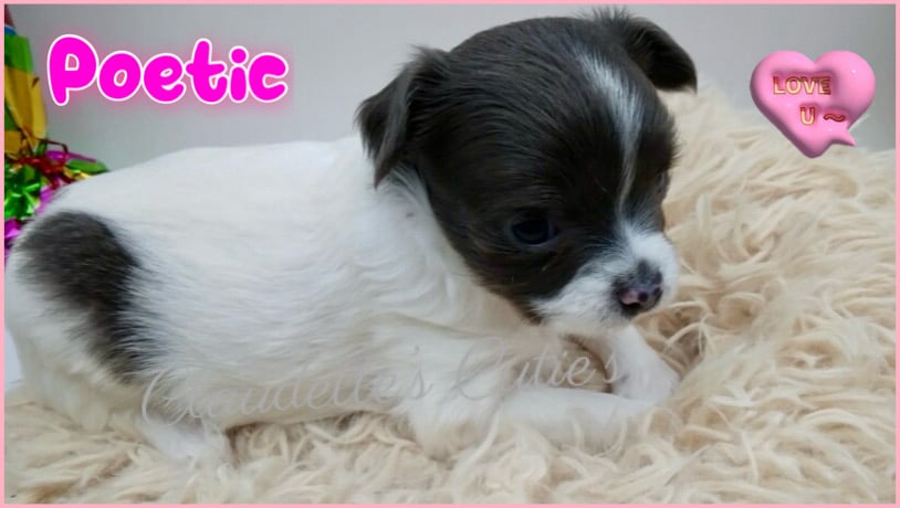 Southeast Texas Angel Face Chihuahua and Yorkie Puppies