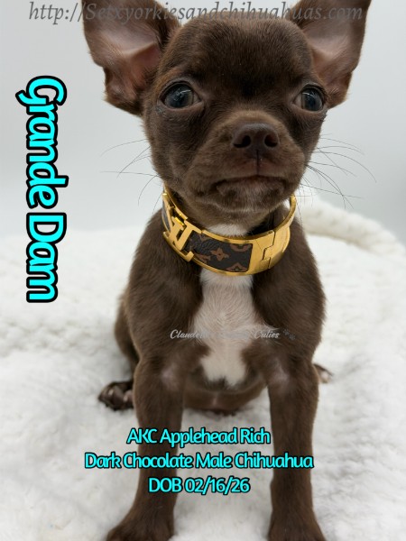 Southeast Texas Yorkies and Chihuahua Puppies for sale