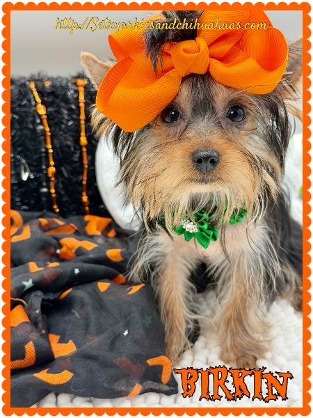 Southeast Texas Yorkies and Chihuahua Puppies for sale