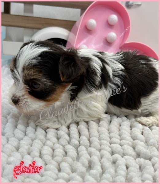 Southeast Texas Angel Face Chihuahua and Yorkie Puppies