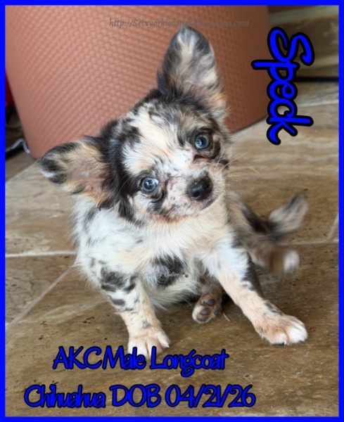 Southeast Texas Yorkies and Chihuahua Puppies for sale