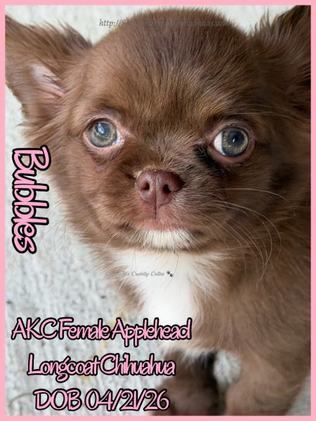 AKC Registered Yorkie and Chihuahua puppies - Southeast Texas Angel Face Yorkies and Charming Chihuahuas 