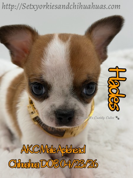 Southeast Texas Yorkies and Chihuahua Puppies for sale