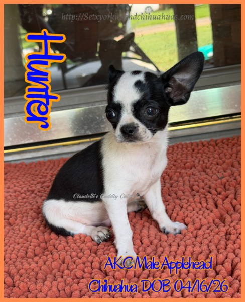 Southeast Texas Yorkies and Chihuahua Puppies for sale