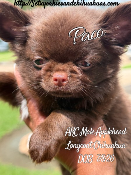 Southeast Texas Yorkies and Chihuahua Puppies for sale