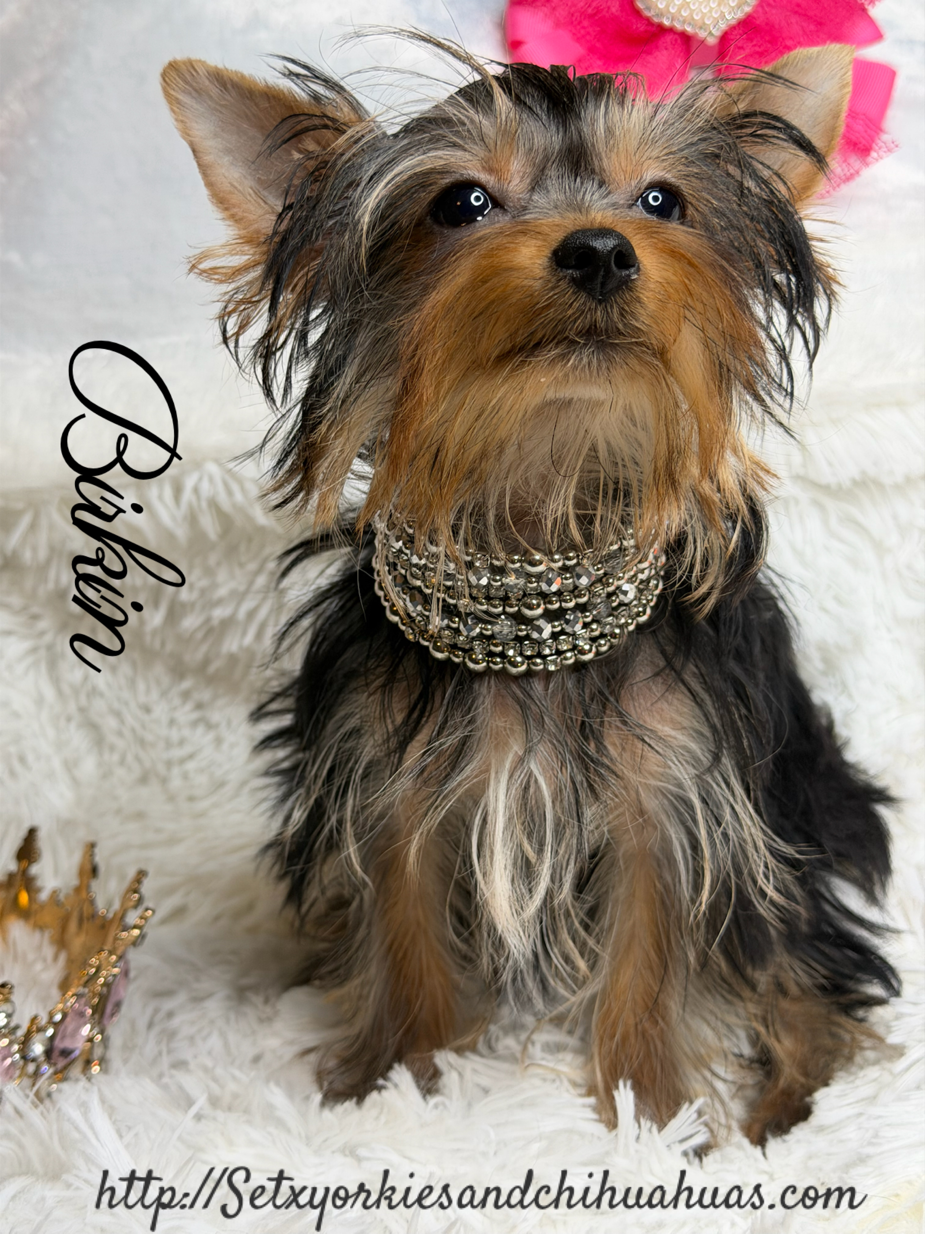 Southeast Texas Yorkies and Chihuahua Puppies for sale