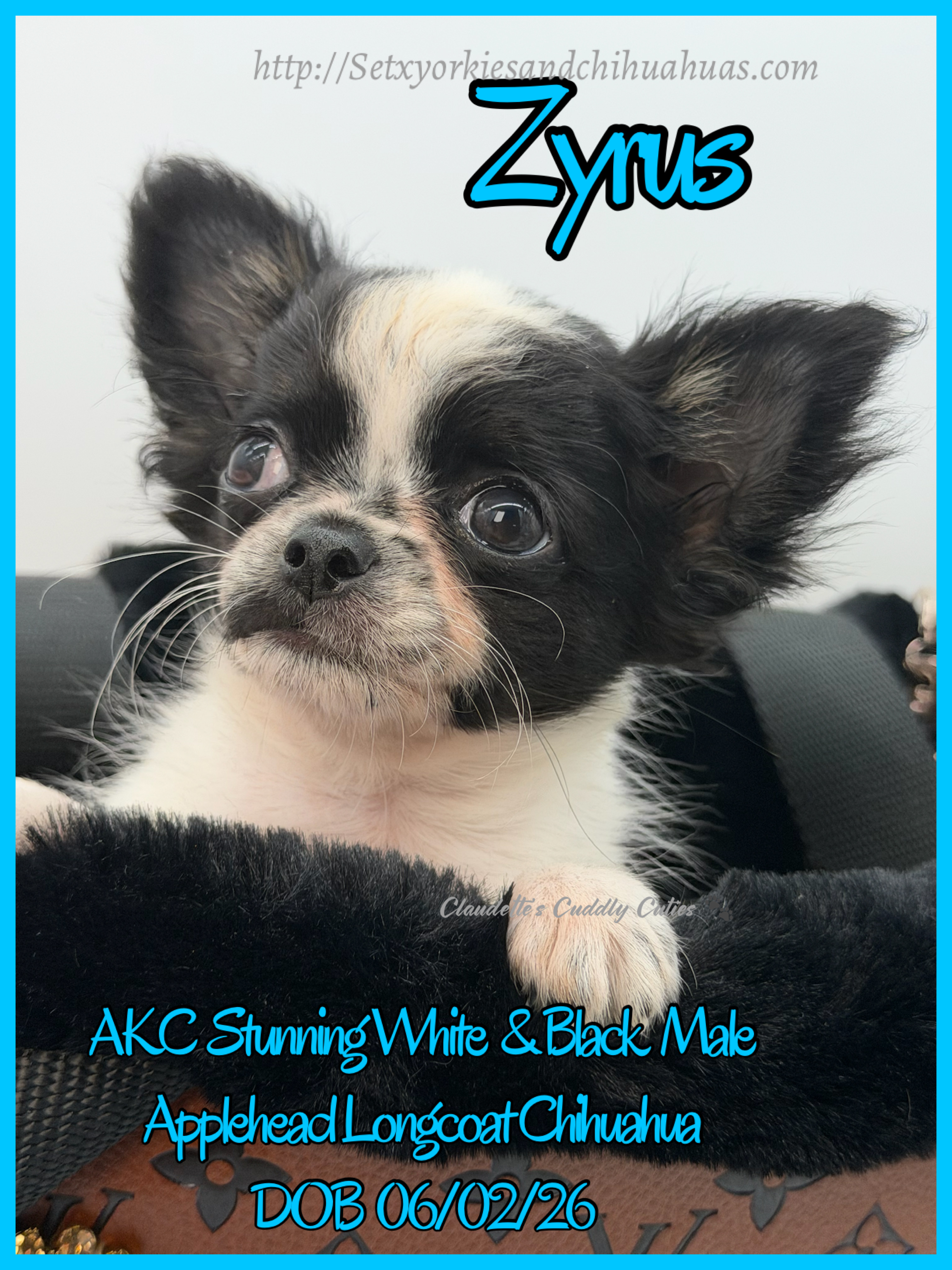 Southeast Texas Yorkies and Chihuahua Puppies