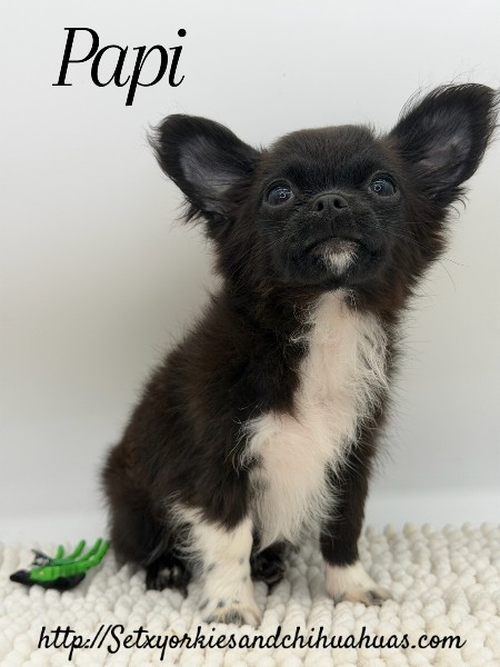 Southeast Texas Yorkies and Chihuahua Puppies for sale