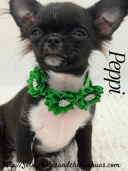 AKC Registered Yorkie and Chihuahua puppies - Southeast Texas Angel Face Yorkies and Charming Chihuahuas 