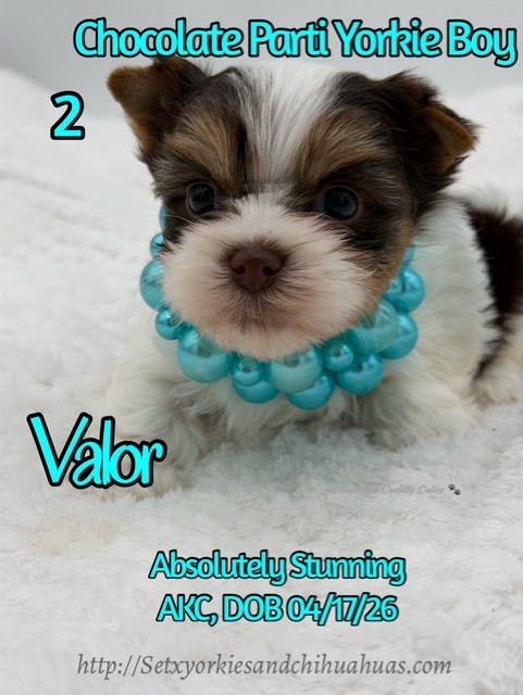Southeast Texas Yorkies and Chihuahua Puppies for sale