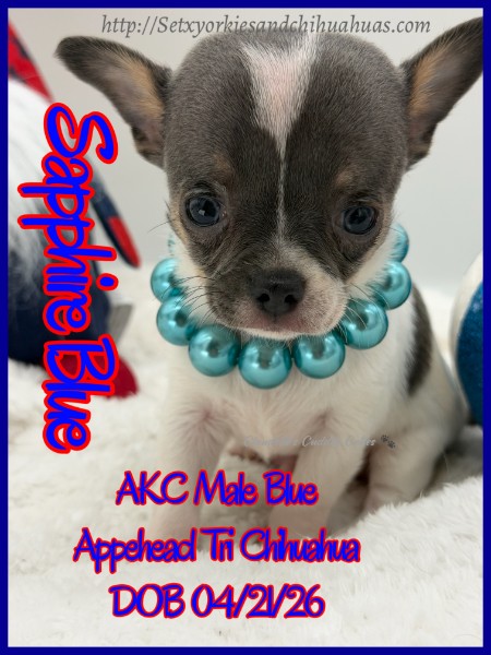 Southeast Texas Yorkies and Chihuahua Puppies for sale