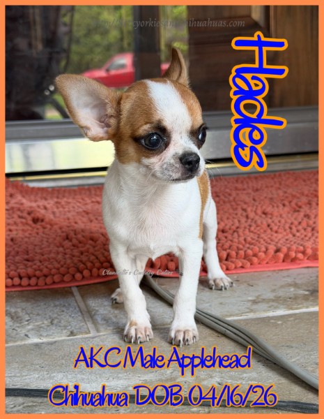 Southeast Texas Yorkies and Chihuahua Puppies for sale