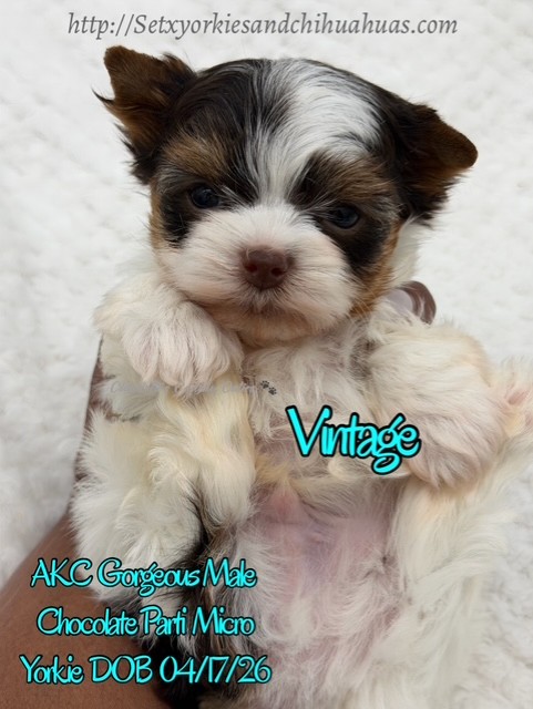 Southeast Texas Yorkies and Chihuahua Puppies