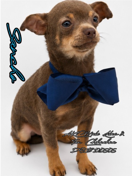 Southeast Texas Yorkies and Chihuahua Puppies for sale