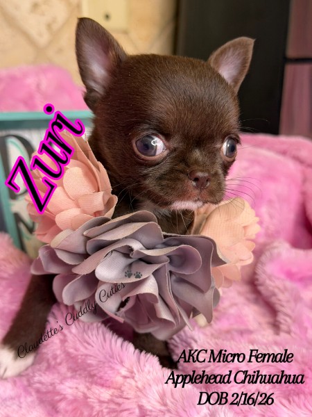 Southeast Texas Yorkies and Chihuahua Puppies for sale