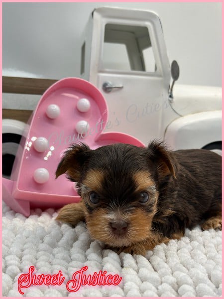 Southeast Texas Angel Face Chihuahua and Yorkie Puppies