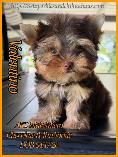 Southeast Texas Yorkies and Chihuahua Puppies