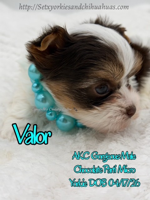 Southeast Texas Yorkies and Chihuahua Puppies