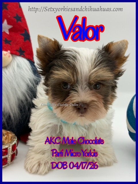 Southeast Texas Yorkies and Chihuahua Puppies for sale