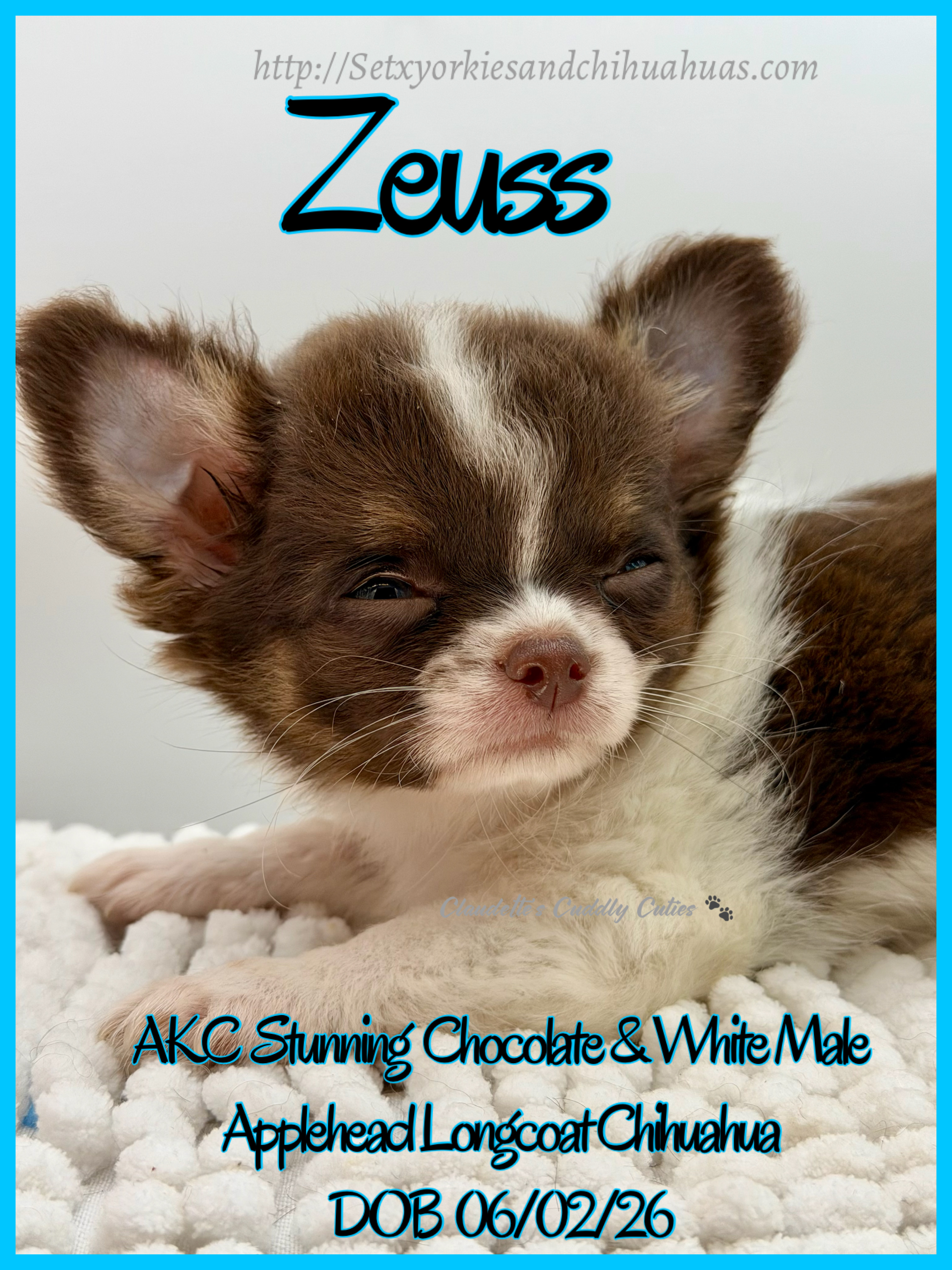 Southeast Texas Yorkies and Chihuahua Puppies for sale