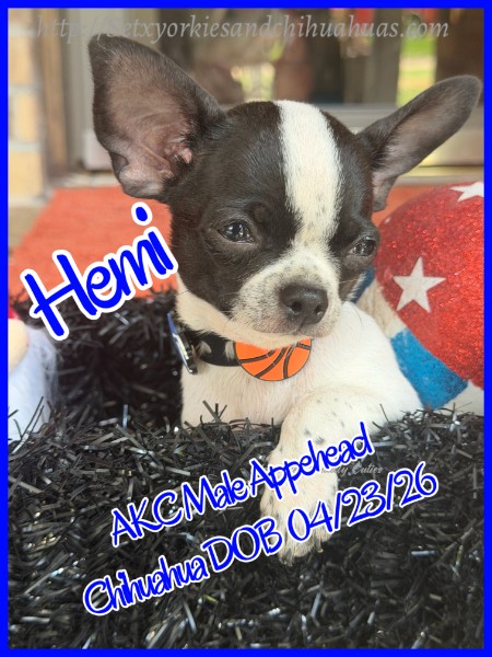 Southeast Texas Yorkies and Chihuahua Puppies for sale