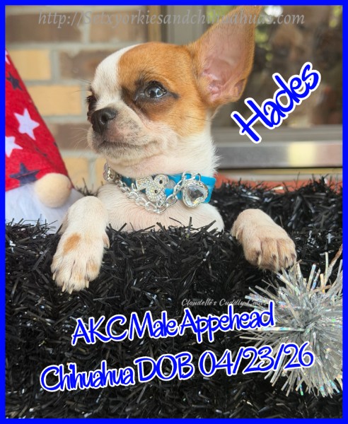 Southeast Texas Yorkies and Chihuahua Puppies for sale