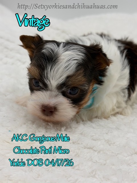 Southeast Texas Yorkies and Chihuahua Puppies for sale