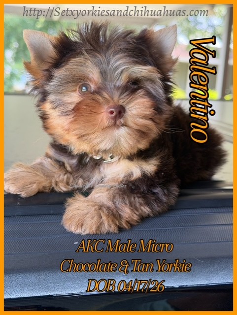 Southeast Texas Yorkies and Chihuahua Puppies for sale