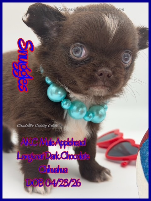 Southeast Texas Yorkies and Chihuahua Puppies for sale
