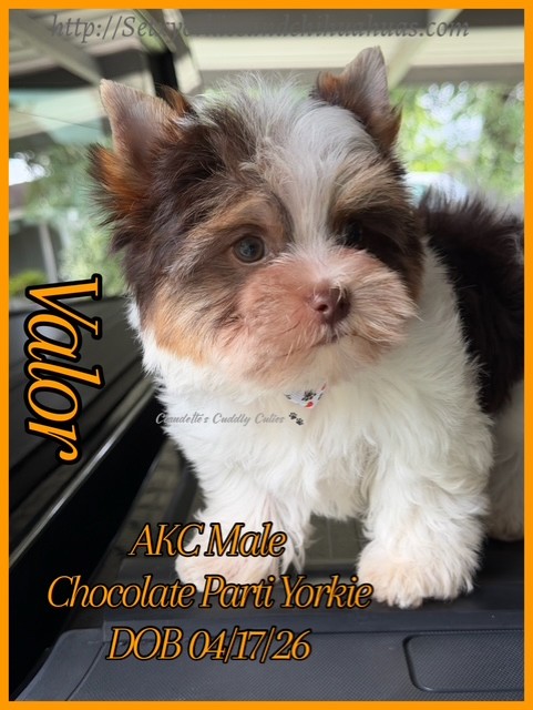 Southeast Texas Yorkies and Chihuahua Puppies for sale