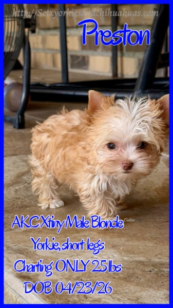 Southeast Texas Yorkies and Chihuahua Puppies for sale