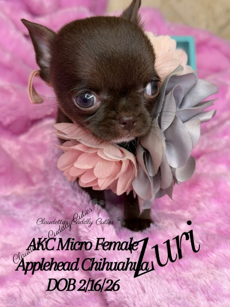 Southeast Texas Yorkies and Chihuahua Puppies for sale